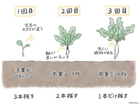 時種|大根の種まきの時期はいつ？深さ・株間・間引きなど。